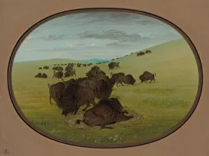 Images Dated 24th February 2021: A Buffalo Wallow, 1861 / 1869. Creator: George Catlin