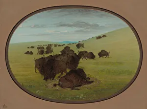Buffalo Prints: A Buffalo Wallow, 1861 / 1869. Creator: George Catlin