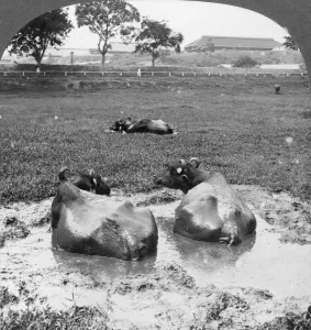 Cooling Off Prints: Buffalo wallow, Burma, 1908. Artist: Stereo Travel Co