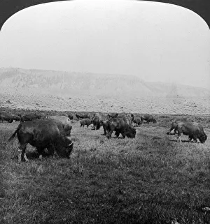 Hc White Prints: Buffalo, Yellowstone National Park, USA. Artist: HC White