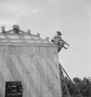 Roof Gallery: Building barn for tobacco, near Chapel Hill, North Carolina, 1939. Creator: Dorothea Lange