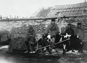 A bull drawn in a cart, 1890. Creator: Unknown