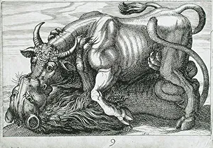 Biting Prints: A Bull Fighting a Lion, 1610. Creator: Hendrick Hondius I