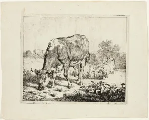 Velde Adriaen Van De Prints: Bull Grazing and Three Sheep, 1670. Creator: Adriaen van de Velde