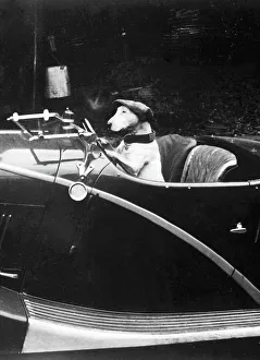 Humor Prints: Bull Terrier dog in driver's seat of Hotchkiss