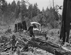 Bulldozer equipped with grader blade pushing over a... Lewis County, near Vader, Washington, 1939