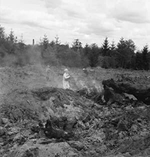 After bulldozer has taken out and piled the heavy stumps... Michigan Hill, Thurston County, 1939