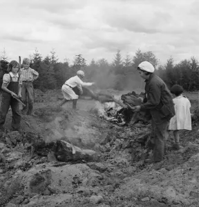 After bulldozer has taken out and piled the heavy stumps... Michigan Hill, Thurston County, 1939. Creator: Dorothea Lange