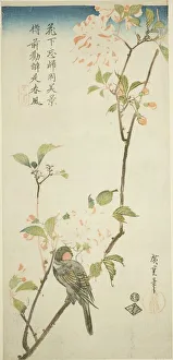 Otanzaku Prints: Bullfinch on aronia branch, 1830s. Creator: Ando Hiroshige