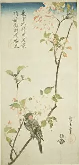 Pyrrhula Pyrrhula Collection: Bullfinch on aronia branch, 1830s. Creator: Ando Hiroshige