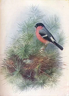 Bullfinch - Pyr rhua europae a, c1910, (1910). Artist: George James Rankin