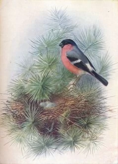 Pyrrhua Europaea Collection: Bullfinch - Pyr rhua europae a, c1910, (1910). Artist: George James Rankin