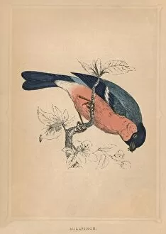 Bullfinch Gallery: Bullfinch, (Pyrrhula pyrrhula), c1850, (1856)