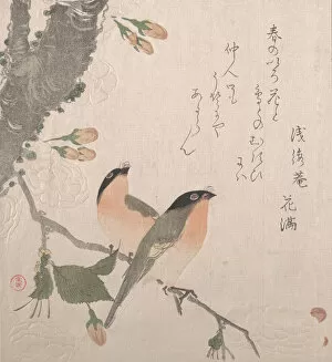 Pyrrhula Pyrrhula Collection: Bullfinches and Cherry Blossoms, 19th century. Creator: Kubo Shunman