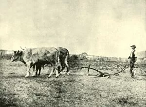 Ploughing Gallery: A Bullock Plough Team, 1901. Creator: Unknown