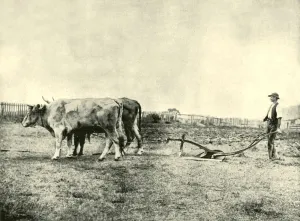 A Bullock Plough Team, 1901. Creator: Unknown