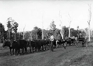 Lestrange Robert Augustus Henry Prints: Bullock team and driver hauling timber