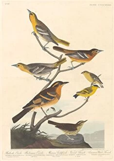Bullocks Oriole, Baltimore Oriole, Mexican Goldfinch and Varied Thrush, 1838