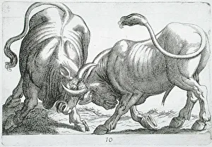 Hendrick Hondius I Prints: Two Bulls Fighting, 1610. Creator: Hendrick Hondius I