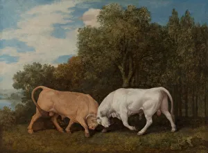 Rivalry Prints: Bulls Fighting, 1786. Creator: George Stubbs