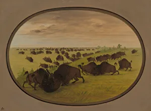 Buffalo Prints: Bulls Fighting, 1861 / 1869. Creator: George Catlin