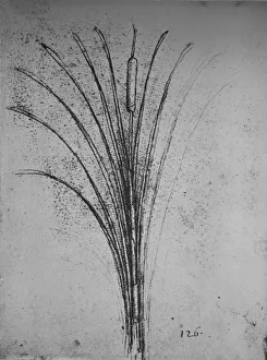 Reynal Hitchcock Collection: A Bulrush, c1480 (1945). Artist: Leonardo da Vinci