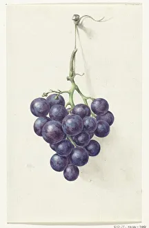 Jean Bernard Prints: Bunch of blue grapes, 1775-1833. Creator: Jean Bernard