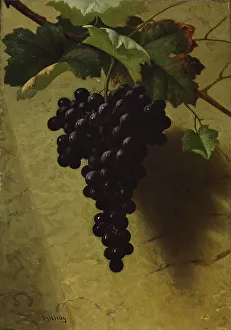 Ripe Prints: Bunch of Grapes, 1870s. Creator: Andrew John Henry Way
