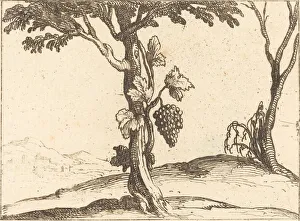 Growing Prints: Bunch of Grapes. Creator: Jacques Callot