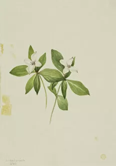 Cream Background Gallery: Bunchberry (Cornus canadensis), 1902. Creator: Mary Vaux Walcott