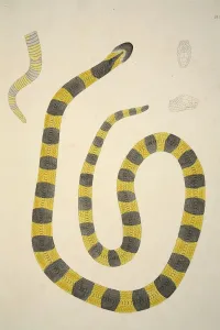 1796 Prints: Bungarum Pamah, pub. 1796 (hand coloured engravings)