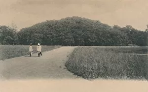 Botanic Gardens Gallery: The Bunyan Tree, Botanical Gardens. Calcutta, 1906. Creator: Johnston & Hoffmann