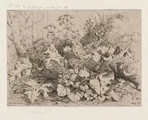 Etching On Chine Colla© Gallery: Burdock in Bloom, 1858. Creator: Eugene Blery