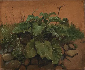 Millboard Prints: A Burdock and Other Plants on a Stone Wall, 1847. Creator: Johan Thomas Lundbye