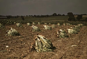 Marion Post Wolcott Gallery: Burley tobacco is placed on sticks to wilt after cutting...on the Russell Spears farm... Ky