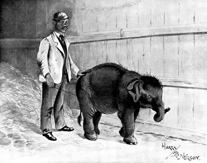 Burmese baby-elephant, forty-three inches high: the smallest ever brought to England, 1898. Creator: Unknown