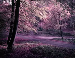 Buckinghamshire Prints: Burnham Beeches, Buckinghamshire, c1955. Creator: Arthur Charles Kirby Ware