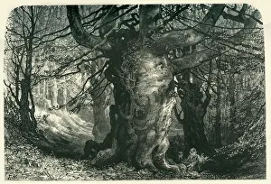 Buckinghamshire Prints: Burnham Beeches, c1870