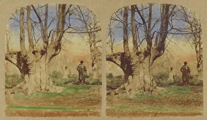 Beech Trees Prints: Burnham Beeches. (The finest Specimens in the World)