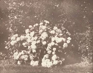 Lawn Gallery: A Bush of Hydrangea in Flower, ca. 1842. Creator: William Henry Fox Talbot