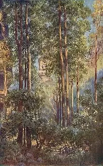 A Bush Valley in New South Wales, 1923. Creator: Unknown