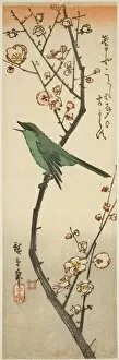 Sound Gallery: Bush warbler and plum, 1840s. Creator: Ando Hiroshige