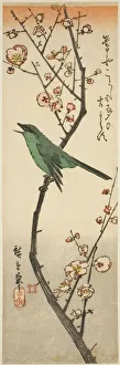 Birdsong Prints: Bush warbler and plum, 1840s. Creator: Ando Hiroshige