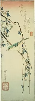 Bush warbler on plum branch, 1830s. Creator: Ando Hiroshige