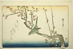 Bush warbler on plum branch, 1840s. Creator: Ando Hiroshige