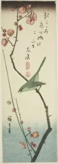 Sound Gallery: Bush warbler on plum branch, c. 1843 / 47. Creator: Ando Hiroshige