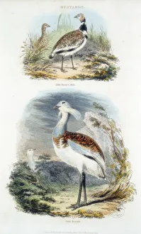 Bustards, 1835