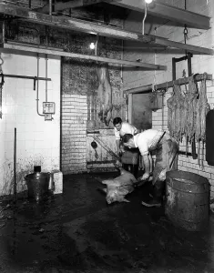 Butchery factory, Rawmarsh, South Yorkshire, 1955. Artist: Michael Walters