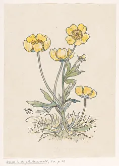 Wenckebach Willem Prints: Buttercups, in or before 1893. Creator: Willem Wenckebach