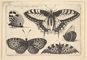 Wenceslaus And Xa0 Prints: Five Butterflies, 1646. Creator: Wenceslaus Hollar